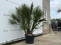 Europese dwergpalm m - chamaerops humilis - hoogte ca. 150 cm - afbeelding 3 van  3