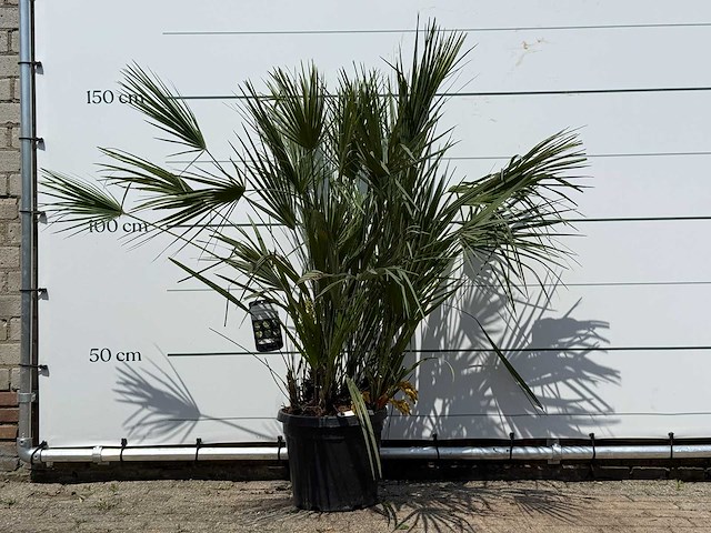 Europese dwergpalm m - chamaerops humilis - hoogte ca. 150 cm - afbeelding 1 van  3