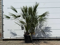 Europese dwergpalm m - chamaerops humilis - hoogte ca. 150 cm - afbeelding 1 van  3