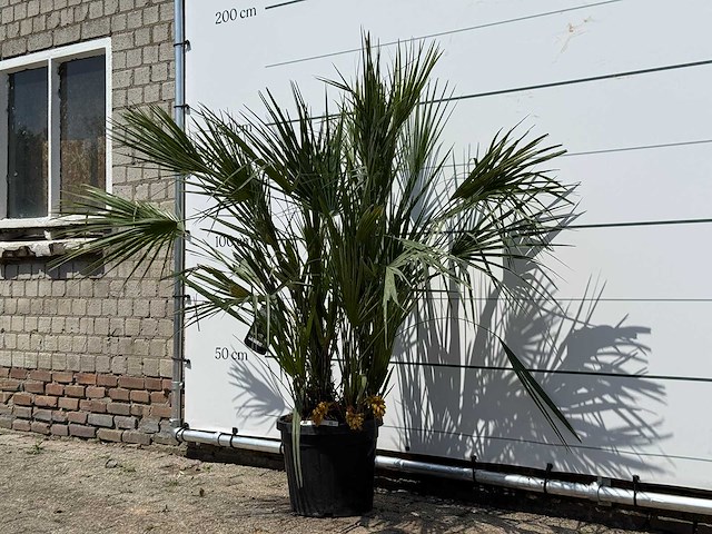 Europese dwergpalm m - chamaerops humilis - hoogte ca. 150 cm - afbeelding 2 van  3