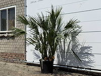 Europese dwergpalm m - chamaerops humilis - hoogte ca. 150 cm - afbeelding 2 van  3