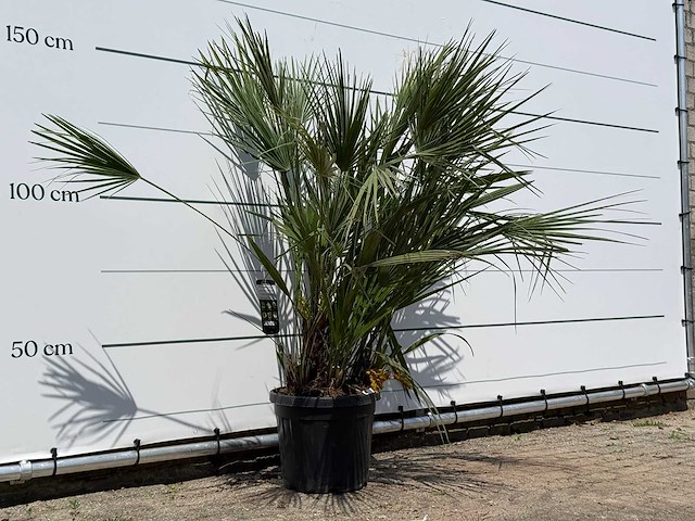 Europese dwergpalm m - chamaerops humilis - hoogte ca. 150 cm - afbeelding 3 van  3