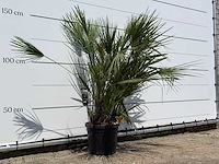 Europese dwergpalm m - chamaerops humilis - hoogte ca. 150 cm - afbeelding 3 van  3