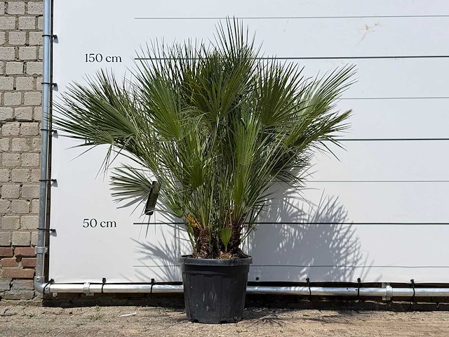 Europese dwergpalm m - chamaerops humilis - hoogte ca. 150 cm - afbeelding 1 van  3