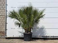 Europese dwergpalm m - chamaerops humilis - hoogte ca. 150 cm - afbeelding 1 van  3