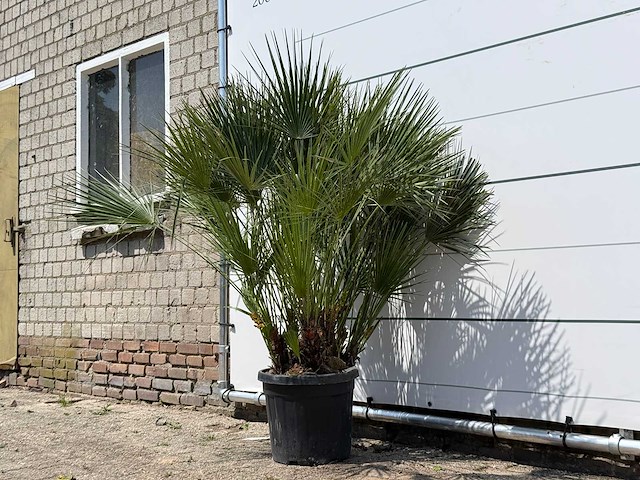 Europese dwergpalm m - chamaerops humilis - hoogte ca. 150 cm - afbeelding 2 van  3