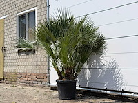 Europese dwergpalm m - chamaerops humilis - hoogte ca. 150 cm - afbeelding 2 van  3