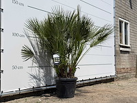 Europese dwergpalm m - chamaerops humilis - hoogte ca. 150 cm - afbeelding 3 van  3