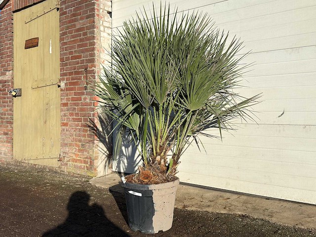 Europese dwergpalm m - chamaerops humilis - hoogte ca. 150 cm - afbeelding 2 van  4