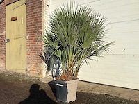 Europese dwergpalm m - chamaerops humilis - hoogte ca. 150 cm - afbeelding 2 van  4