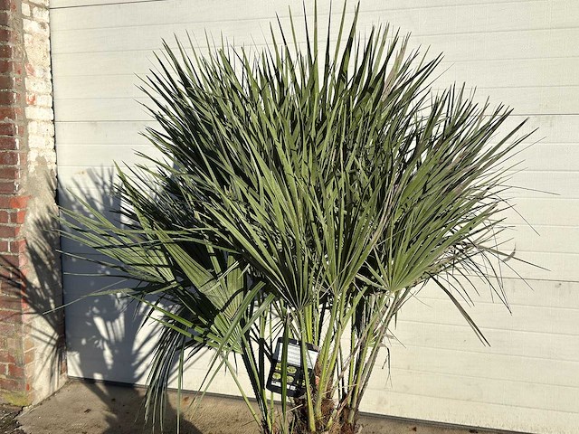 Europese dwergpalm m - chamaerops humilis - hoogte ca. 150 cm - afbeelding 4 van  4
