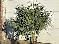 Europese dwergpalm m - chamaerops humilis - hoogte ca. 150 cm - afbeelding 4 van  4