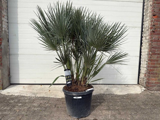 Europese dwergpalm m - chamaerops humilis - hoogte ca. 160 cm - afbeelding 1 van  5
