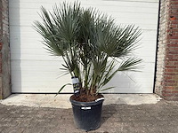Europese dwergpalm m - chamaerops humilis - hoogte ca. 160 cm - afbeelding 1 van  5