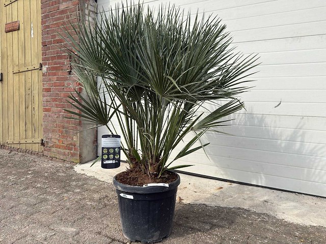 Europese dwergpalm m - chamaerops humilis - hoogte ca. 160 cm - afbeelding 2 van  5