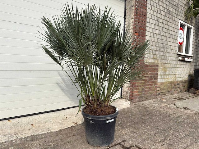 Europese dwergpalm m - chamaerops humilis - hoogte ca. 160 cm - afbeelding 3 van  5