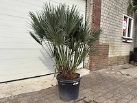 Europese dwergpalm m - chamaerops humilis - hoogte ca. 160 cm - afbeelding 3 van  5