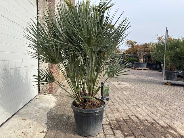 Europese dwergpalm m - chamaerops humilis - hoogte ca. 160 cm - afbeelding 4 van  5