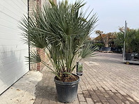 Europese dwergpalm m - chamaerops humilis - hoogte ca. 160 cm - afbeelding 4 van  5
