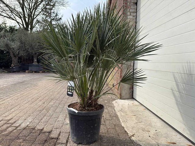 Europese dwergpalm m - chamaerops humilis - hoogte ca. 160 cm - afbeelding 5 van  5