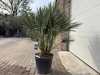 Europese dwergpalm m - chamaerops humilis - hoogte ca. 160 cm - afbeelding 5 van  5