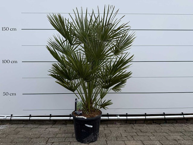 Europese dwergpalm m - chamaerops humilis - hoogte ca. 160 cm - afbeelding 1 van  3
