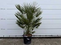 Europese dwergpalm m - chamaerops humilis - hoogte ca. 160 cm - afbeelding 1 van  3