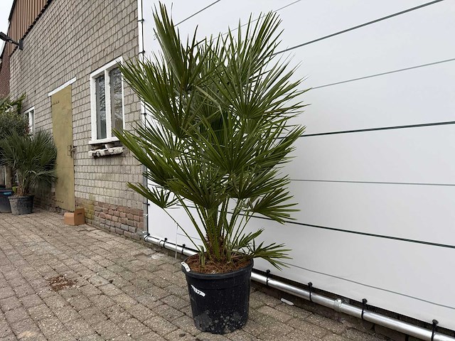 Europese dwergpalm m - chamaerops humilis - hoogte ca. 160 cm - afbeelding 2 van  3