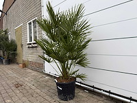 Europese dwergpalm m - chamaerops humilis - hoogte ca. 160 cm - afbeelding 2 van  3