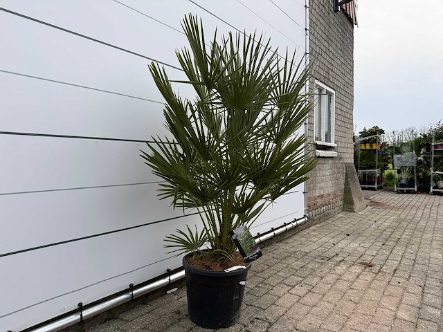 Europese dwergpalm m - chamaerops humilis - hoogte ca. 160 cm - afbeelding 3 van  3
