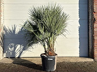 Europese dwergpalm m - chamaerops humilis - hoogte ca. 160 cm - afbeelding 1 van  1