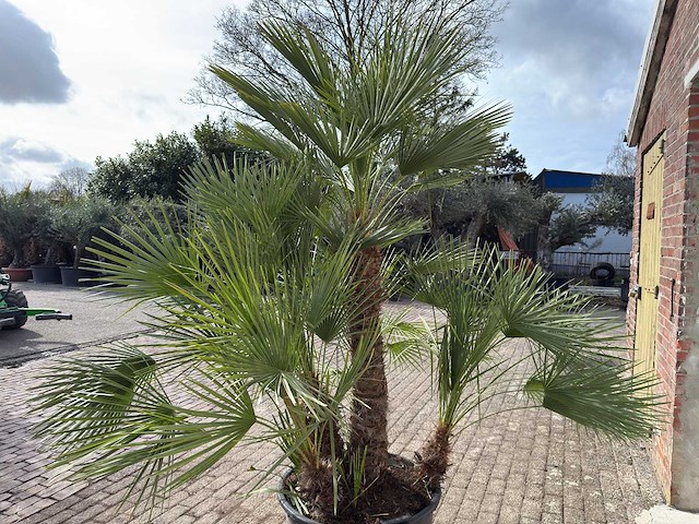 Europese dwergpalm meerstammig - chamaerops humilis - hoogte ca. 260 cm - afbeelding 10 van  10