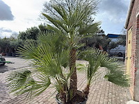 Europese dwergpalm meerstammig - chamaerops humilis - hoogte ca. 260 cm - afbeelding 10 van  10