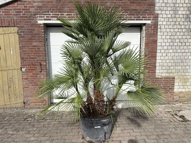 Europese dwergpalm meerstammig - chamaerops humilis - hoogte ca. 260 cm - afbeelding 1 van  10