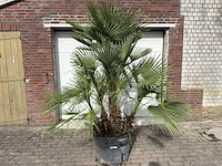 Europese dwergpalm meerstammig - chamaerops humilis - hoogte ca. 260 cm - afbeelding 1 van  10