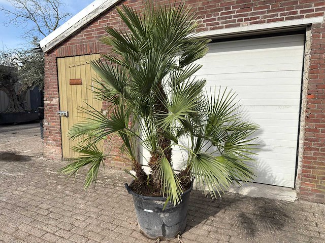 Europese dwergpalm meerstammig - chamaerops humilis - hoogte ca. 260 cm - afbeelding 2 van  10