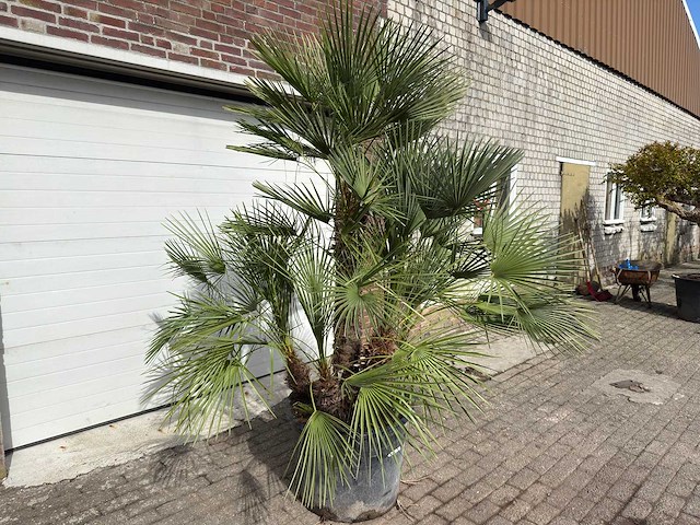 Europese dwergpalm meerstammig - chamaerops humilis - hoogte ca. 260 cm - afbeelding 3 van  10