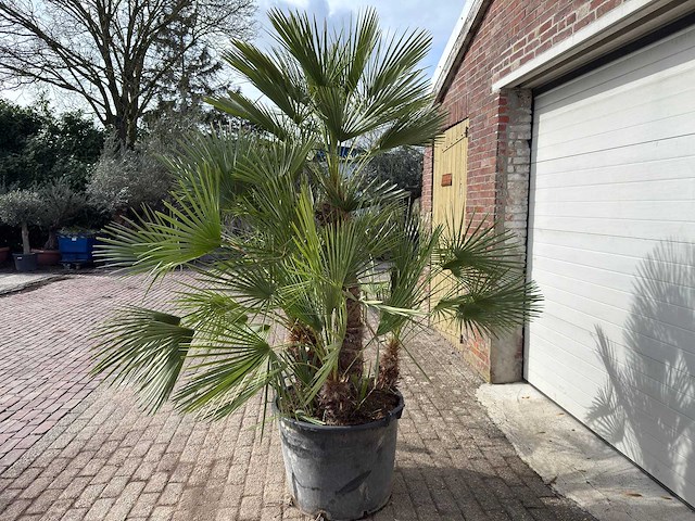 Europese dwergpalm meerstammig - chamaerops humilis - hoogte ca. 260 cm - afbeelding 4 van  10