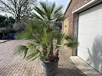 Europese dwergpalm meerstammig - chamaerops humilis - hoogte ca. 260 cm - afbeelding 4 van  10