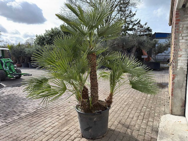 Europese dwergpalm meerstammig - chamaerops humilis - hoogte ca. 260 cm - afbeelding 5 van  10