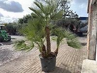 Europese dwergpalm meerstammig - chamaerops humilis - hoogte ca. 260 cm - afbeelding 5 van  10