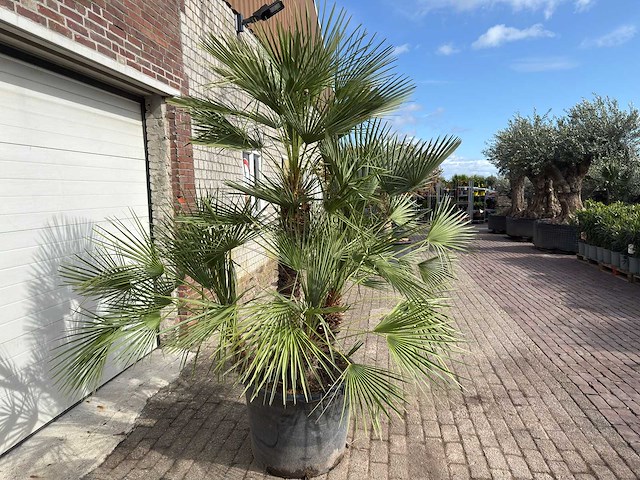 Europese dwergpalm meerstammig - chamaerops humilis - hoogte ca. 260 cm - afbeelding 6 van  10