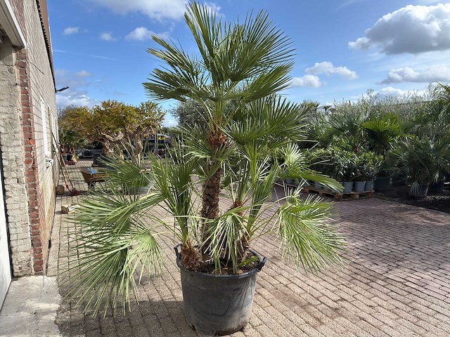 Europese dwergpalm meerstammig - chamaerops humilis - hoogte ca. 260 cm - afbeelding 7 van  10