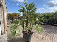 Europese dwergpalm meerstammig - chamaerops humilis - hoogte ca. 260 cm - afbeelding 7 van  10