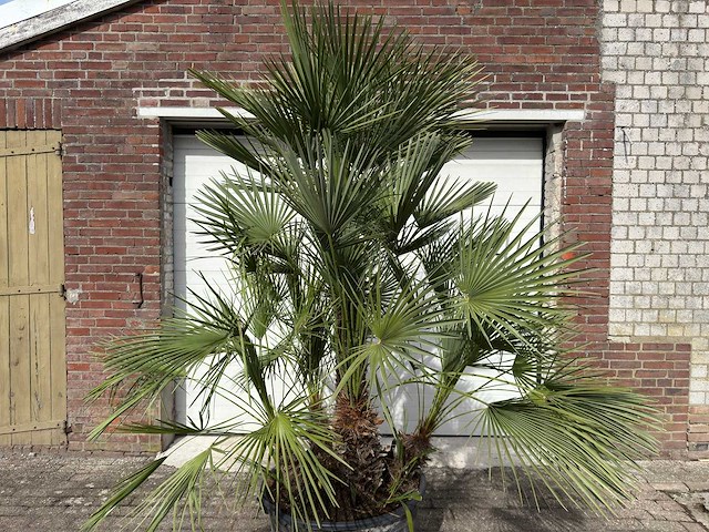 Europese dwergpalm meerstammig - chamaerops humilis - hoogte ca. 260 cm - afbeelding 8 van  10