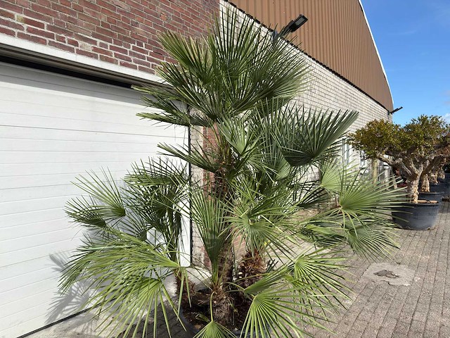 Europese dwergpalm meerstammig - chamaerops humilis - hoogte ca. 260 cm - afbeelding 9 van  10