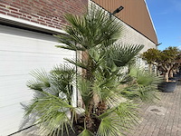 Europese dwergpalm meerstammig - chamaerops humilis - hoogte ca. 260 cm - afbeelding 9 van  10