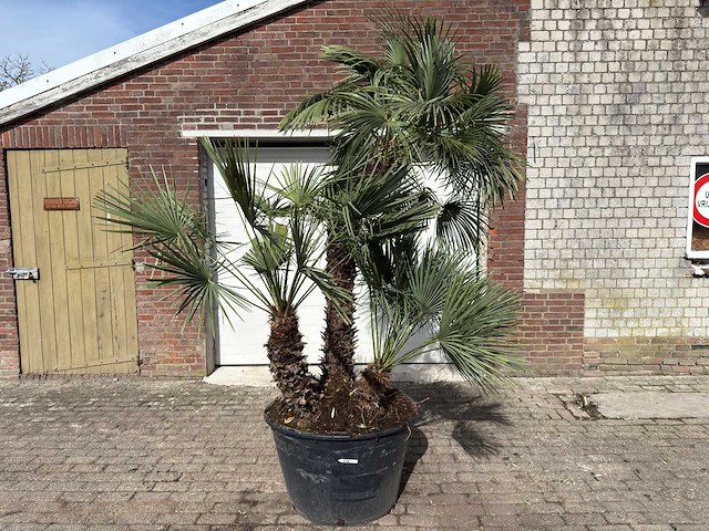 Europese dwergpalm meerstammig - chamaerops humilis - hoogte ca. 280 cm - afbeelding 1 van  9