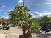 Europese dwergpalm meerstammig - chamaerops humilis - hoogte ca. 280 cm - afbeelding 2 van  14