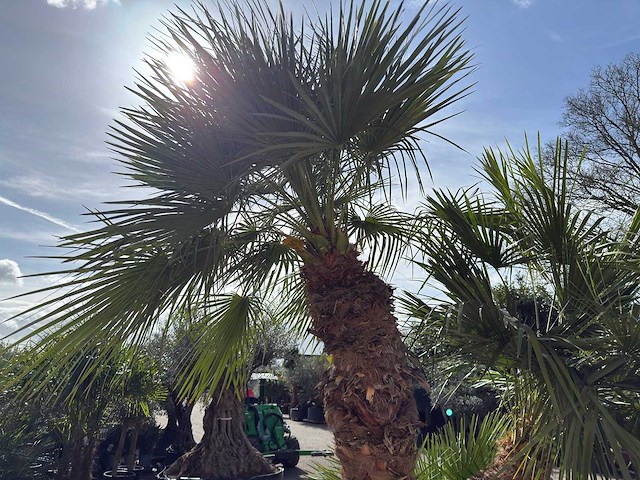 Europese dwergpalm meerstammig - chamaerops humilis - hoogte ca. 280 cm - afbeelding 3 van  14